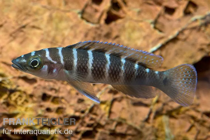 Gestreifter Tanganjikabuntbarsch, Neolamprologus cylindricus