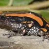 Gestreifter Wendehalsfrosch, Phrynomantis bifasciatus