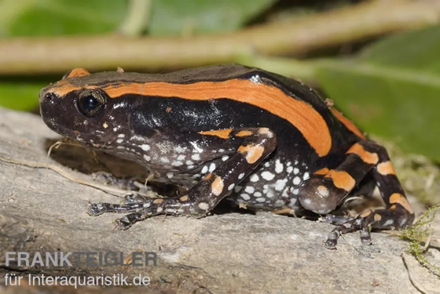 Gestreifter Wendehalsfrosch, Phrynomantis bifasciatus