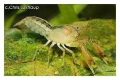 Gestreifter Zwergflusskrebs, Cambarellus patzcuarensis - Zufällig