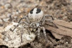 Gestreifte Samtspinne, Stegodyphus lineatus