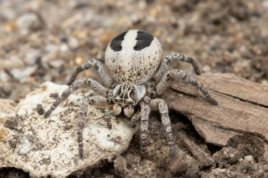 Gestreifte Samtspinne, Stegodyphus lineatus