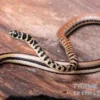 Gestreifte Sumpfschlange, Psammophis praeornatus