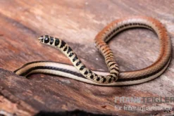 Gestreifte Sumpfschlange, Psammophis praeornatus