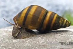 Gestreifte Turmdeckelschnecke, Brotia dautzenbergiana