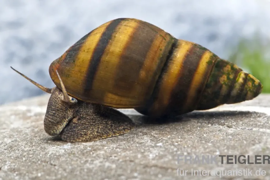 Gestreifte Turmdeckelschnecke, Brotia dautzenbergiana