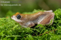 Getupfter Riedfrosch, Hyperolius guttulatus