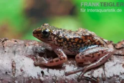 Getupfter Riedfrosch, Hyperolius guttulatus
