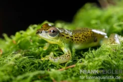 Getupfter Riedfrosch, Hyperolius guttulatus