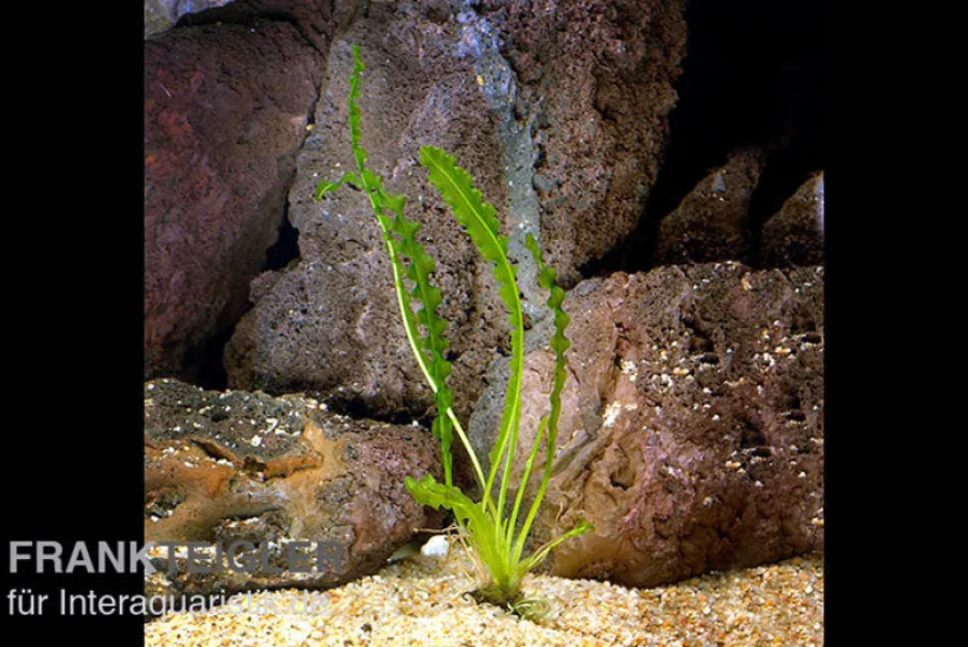 Gewellte Madagaskar Wasserähre, Aponogeton longiplumulosus