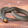 Gewöhnliche Strumpfbandnatter, Thamnophis sirtalis