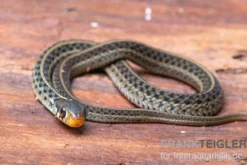 Gewöhnliche Strumpfbandnatter, Thamnophis sirtalis