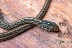 Gewöhnliche Strumpfbandnatter, Thamnophis sirtalis