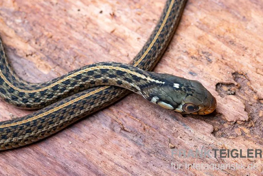 Gewöhnliche Strumpfbandnatter, Thamnophis sirtalis