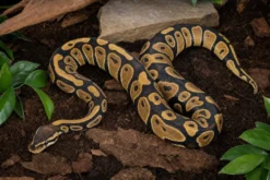 GHI-Clown-Königspython, Python regius