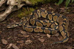 GHI-Clown-Königspython, Python regius