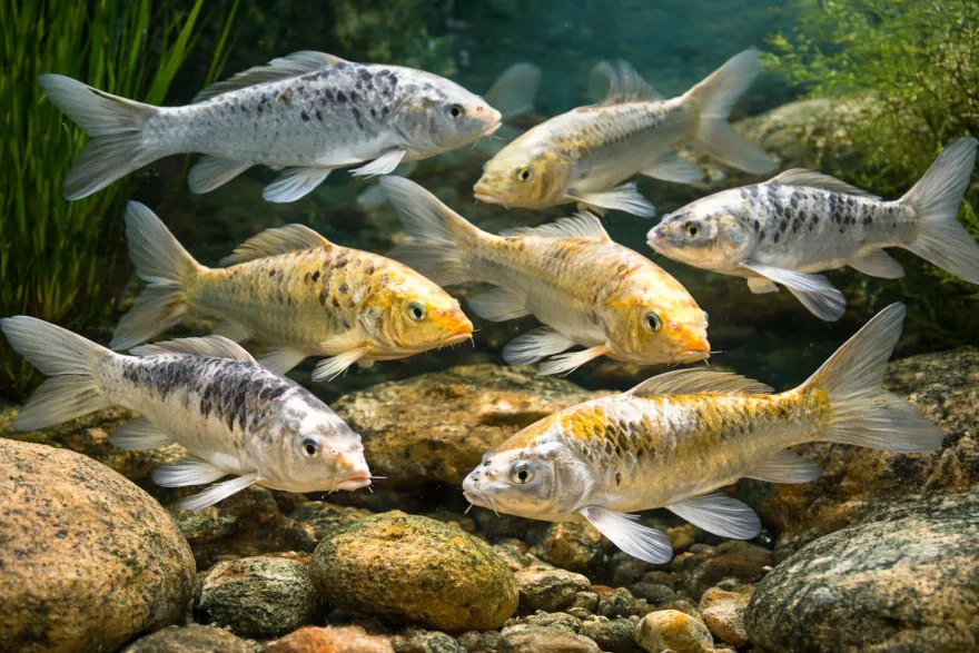 Ghost-Koi Farbmix, Cyprinus carpio, 6-9 cm