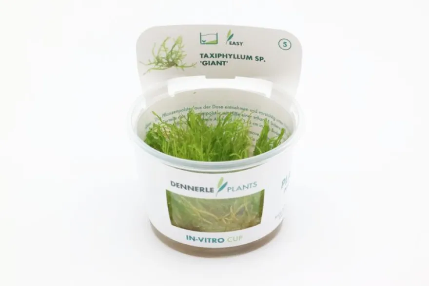 Giant moss, Taxiphyllum sp. "Giant", In Vitro