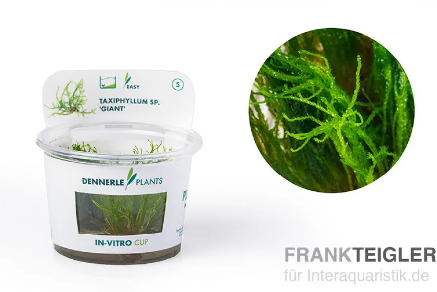 Giant moss, Taxiphyllum sp. "Giant", In Vitro
