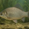 Giebel, Silberkarausche, Carassius gibelio, 12-15 cm (Kaltwasser)