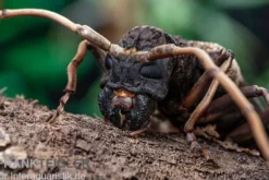 Gigas-Bockkäfer, Petrognata gigas