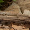 Gillens Zwergwaran, Varanus gilleni