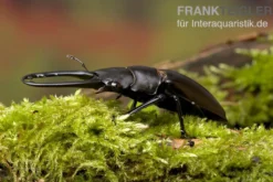 Giraffenhirschkäfer, Prosopocoilus giraffa, gemischt