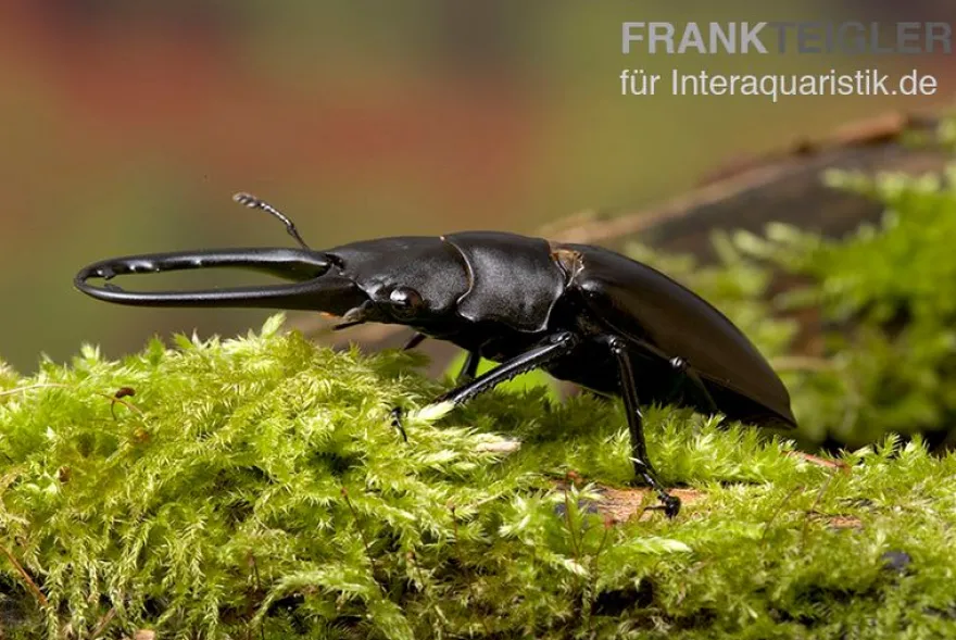 Giraffenhirschkäfer, Prosopocoilus giraffa, gemischt