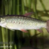 Glanzsalmler, Chalceus macrolepidotus, 6-7 cm