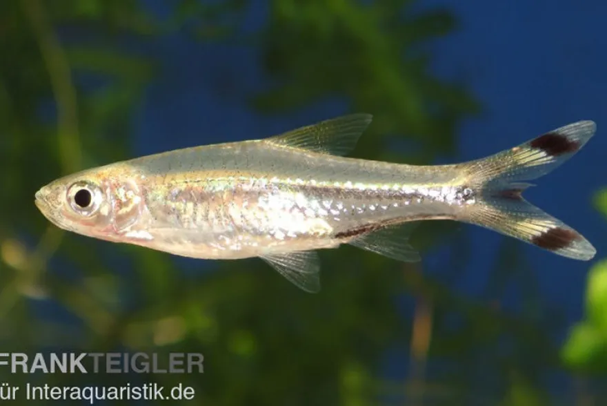 Glasbärbling, Rasbora trilineata