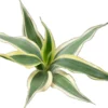 Glücksbambus, Dracaena sanderiana (Terrariumpflanze)