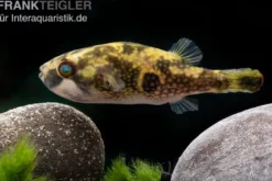 Glühaugen-Kugelfisch, Tetraodon cutcutia