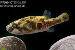 Glühaugen-Kugelfisch, Tetraodon cutcutia