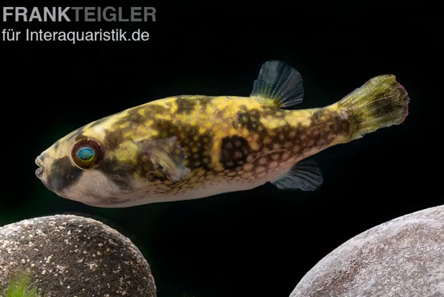 Glühaugen-Kugelfisch, Tetraodon cutcutia