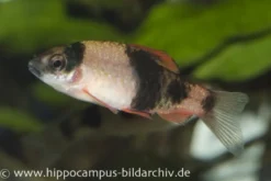 Glühkohlenbarbe, Barbus fasciatus (Haludaria/Puntius/Pethia fasciata)