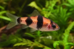 Glühkohlenbarbe, Barbus fasciatus (Haludaria/Puntius/Pethia fasciata)