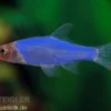 Glühköpfchen, Sawbwa resplendens (Nacktlaube)