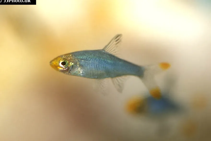 Glühköpfchen, Sawbwa resplendens (Nacktlaube)