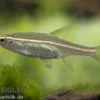 Glühlichtbärbling, Rasbora pauciperforata