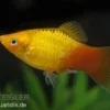 Glühlicht Platy Gold, Xiphophorus maculatus