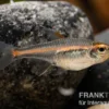 Glühlichtsalmler, Hemigrammus erythrozonus