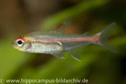 Glühlichtsalmler, Hemigrammus erythrozonus