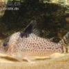 Glänzender Leopardpanzerwels, Corydoras ambiacus, 4-5 cm