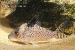 Glänzender Leopardpanzerwels, Corydoras ambiacus, 4-5 cm