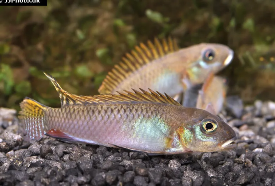 Glänzender Zwergbuntbarsch, Nanochromis splendens, 1 Paar