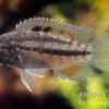 Glänzender Zwergbuntbarsch, Nannacara anomala, 2,5-3,5 cm