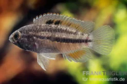 Glänzender Zwergbuntbarsch, Nannacara anomala, 2,5-3,5 cm