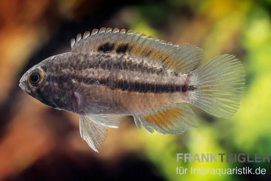 Glänzender Zwergbuntbarsch, Nannacara anomala, 2,5-3,5 cm