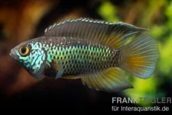 Glänzender Zwergbuntbarsch, Nannacara anomala, 2,5-3,5 cm