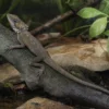 Godeffroys Winkelkopfagame, Hypsilurus godeffroyi